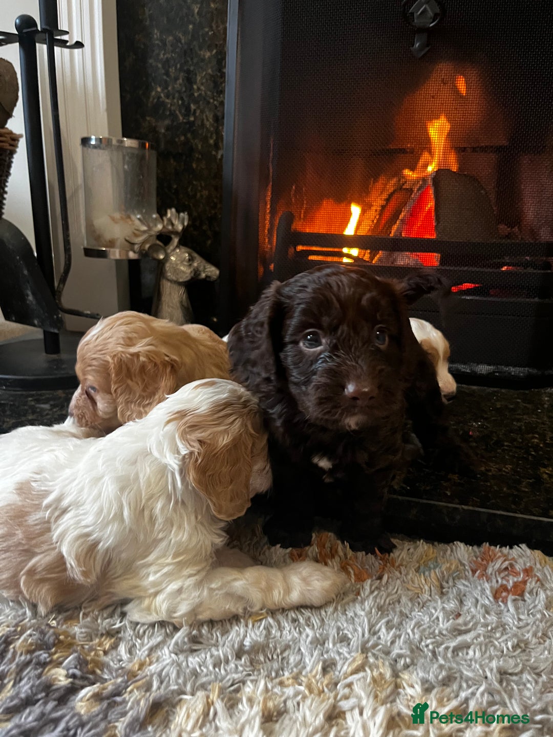 Cockapoo dogs for sale: Cockapoo Puppies Looking For 5* Homes  - Image 14