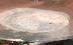Shrimps fish for sale: Cherry Shrimp - Image 3