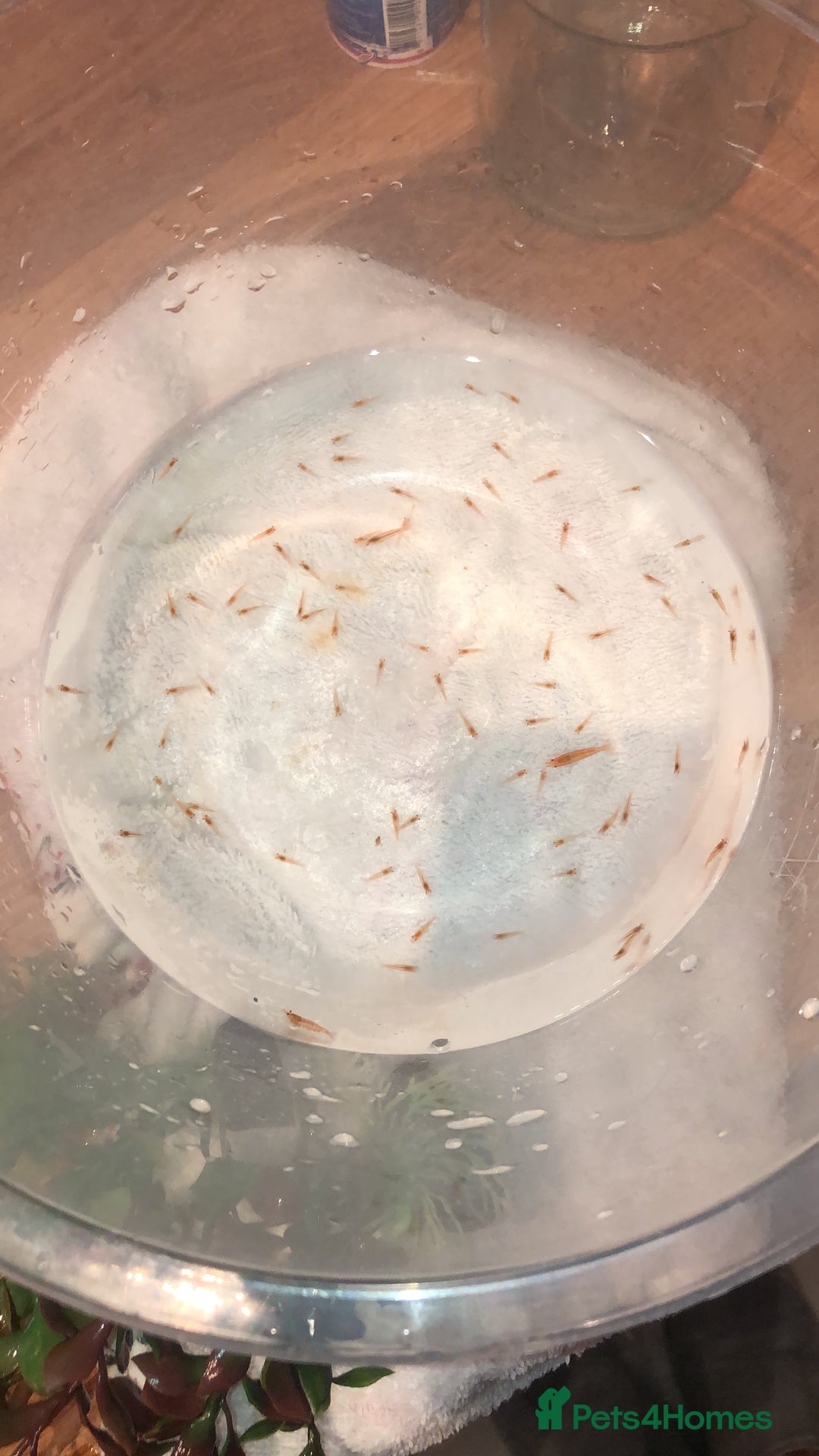 Shrimps fish for sale: Cherry Shrimp - Image 3