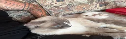 Ragdoll cats for sale: Ragdoll kittens for sale in Swindon - Advert 8