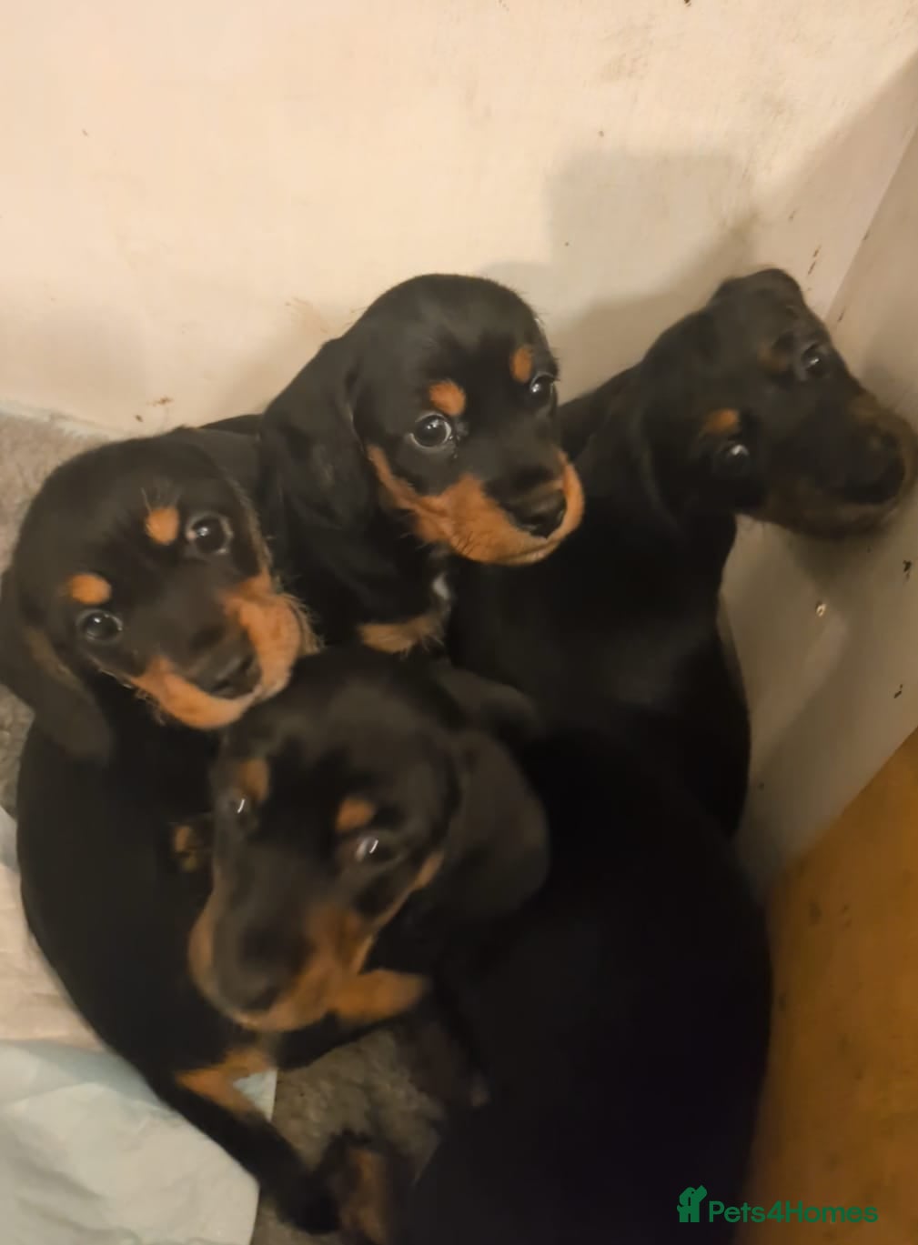 Miniature Dachshund dogs Dachsunds - Advert 6