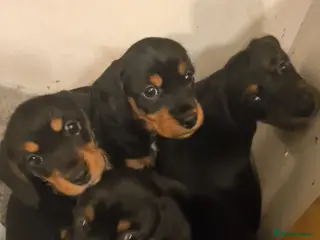 Miniature Dachshund dogs Dachsunds - Advert 6