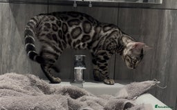 Bengal cats for sale: Well socialised bengal kittens - ready 21/12/25 - Advert 35