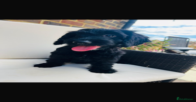 Cockapoo dogs in Ashford - Advert 7