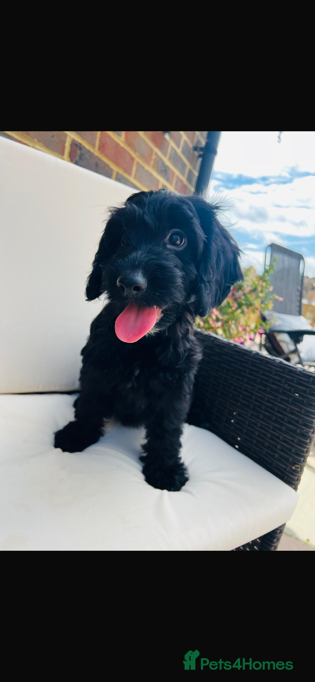 Cockapoo dogs for sale: Exceptional F1 Cockapoo health tested  puppies  in Ashford - Image 2