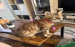 Bengal cats for sale: Available Pure Bengal kittens now! ♥️ - Image 21