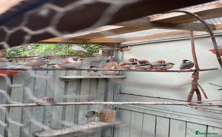 Finches birds - Advert 1