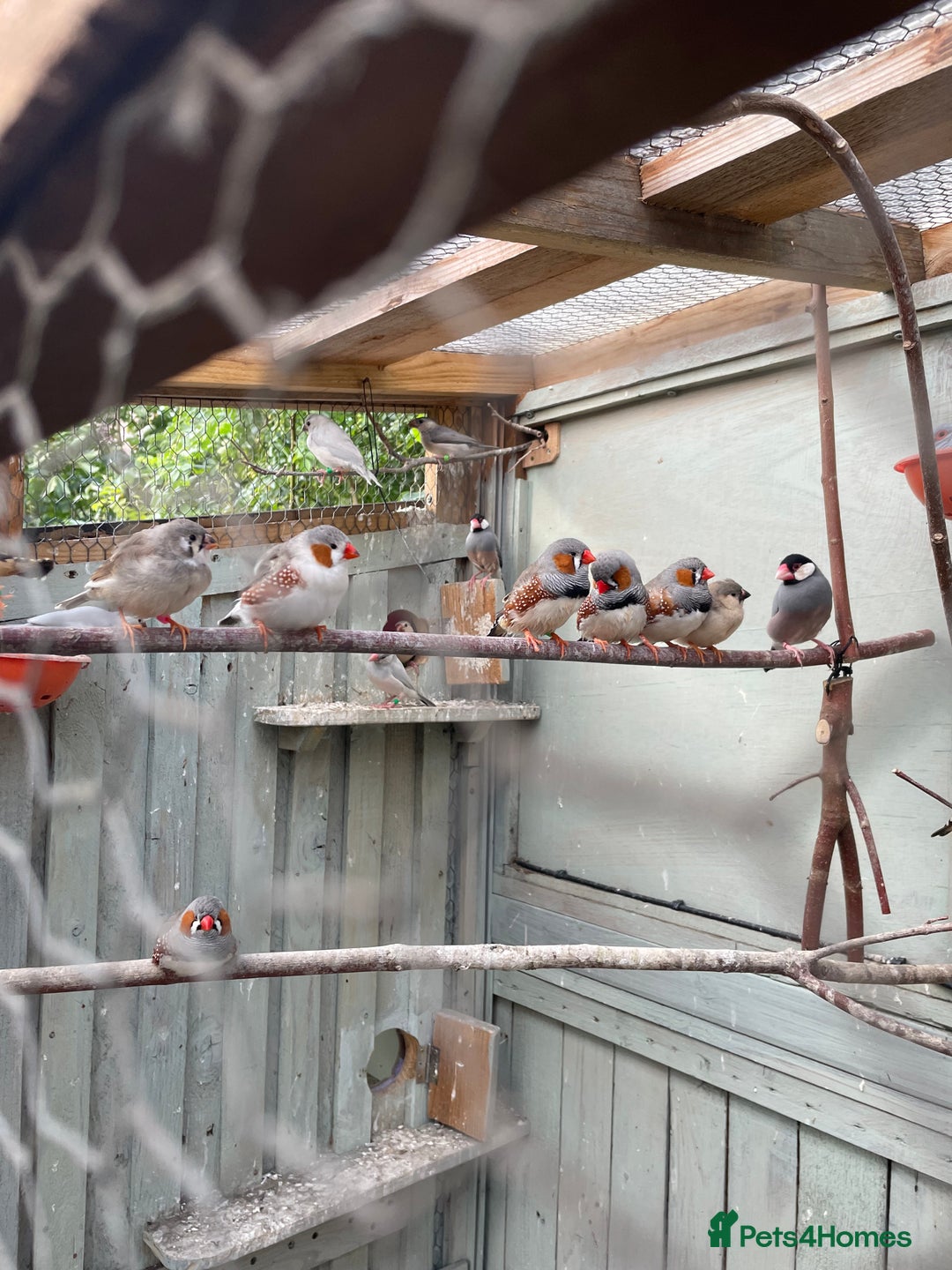 Finches birds for sale: Zebra finches  - Image 1
