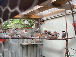 Finches birds Zebra finches - Advert 1