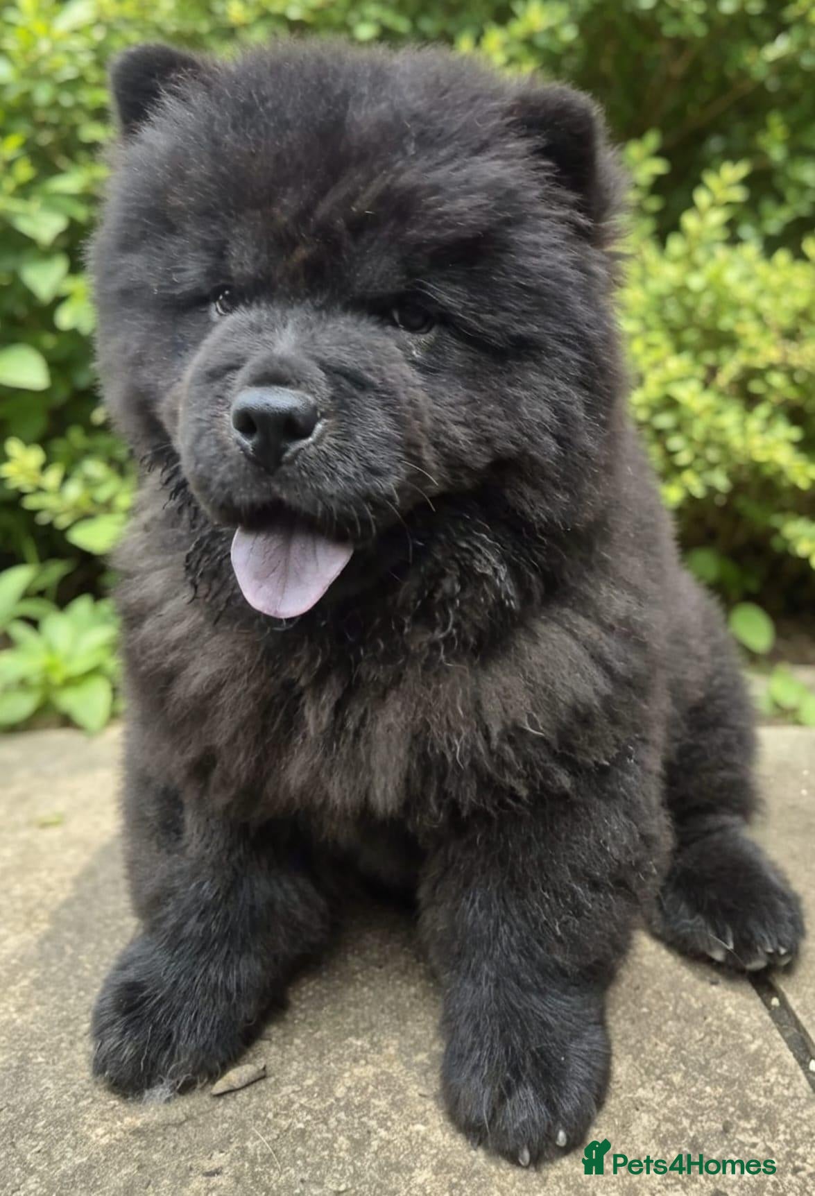 Chow Chow dogs Black male chow chow puppy Rufus. KC registered - Advert 1