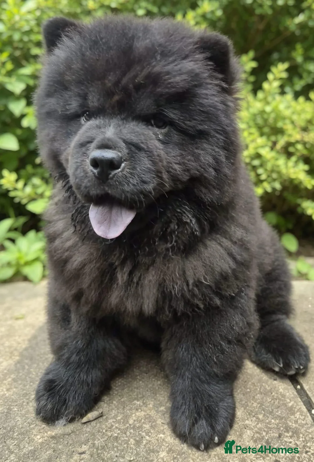 Chow Chow dogs for sale: Black male chow chow puppy Rufus. KC registered - Advert 1