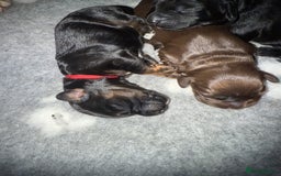 Cocker Spaniel dogs for sale: Cocker Spaniel Puppies - Image 15