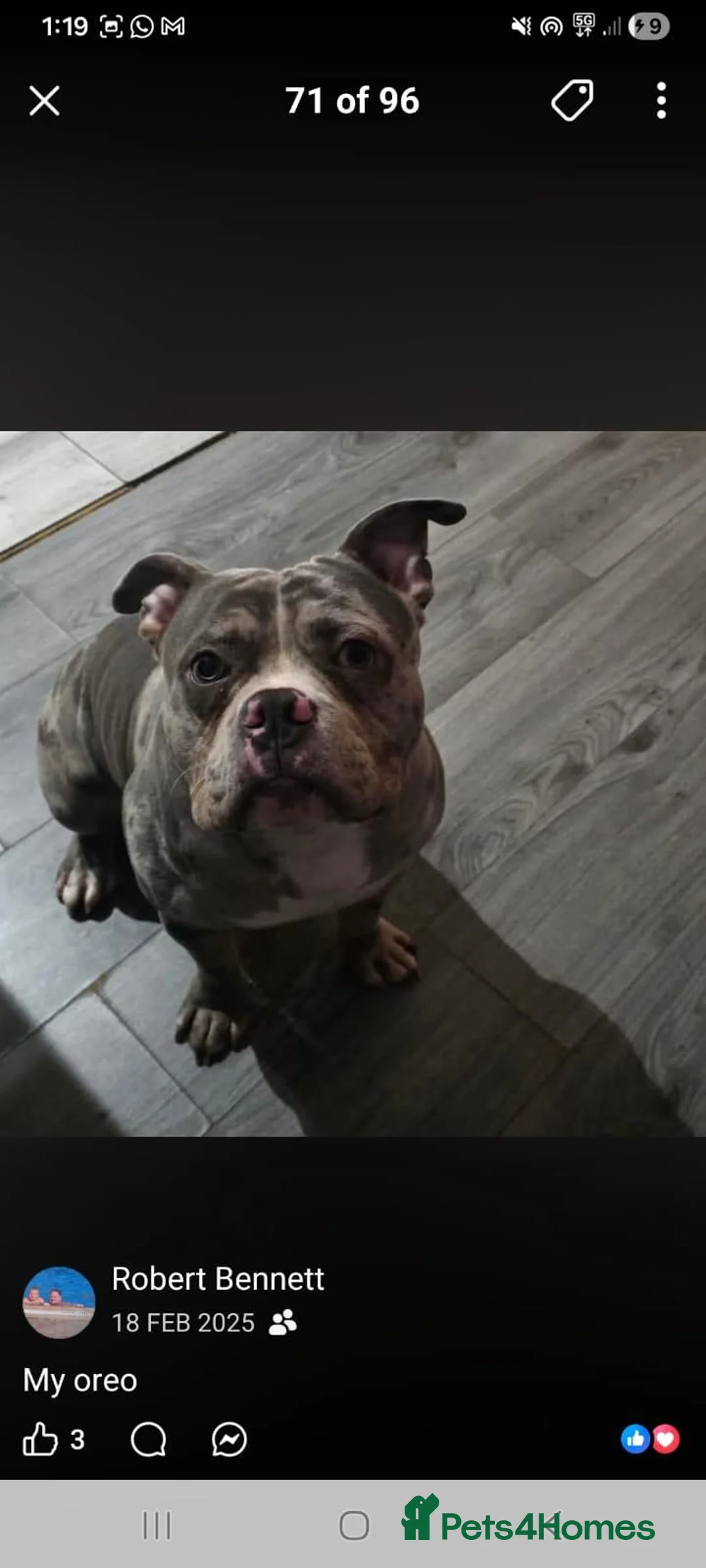 American Bully dogs for sale: American pocket bully male  - Advert 2