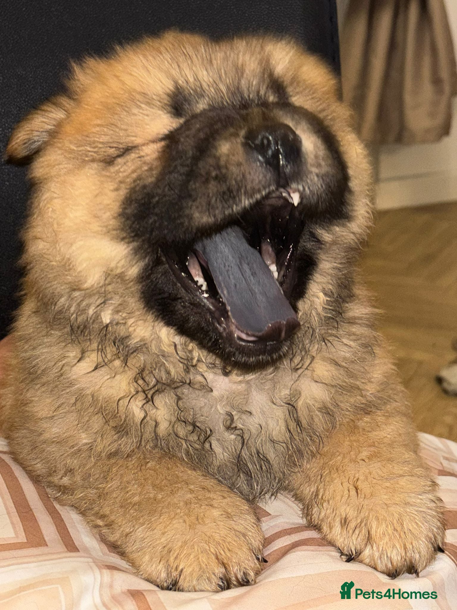 Chow Chow dogs Stunning Chow Chow Puppies Luxi Chow × Royal Chows - Advert 8