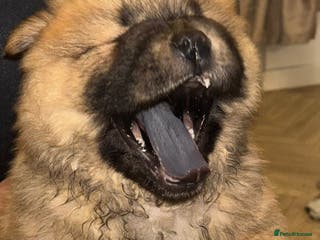 Chow Chow dogs Stunning Chow Chow Puppies Luxi Chow × Royal Chows - Advert 8