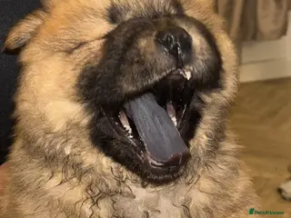 Chow Chow dogs Stunning Chow Chow Puppies Luxi Chow × Royal Chows - Advert 6