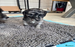 Mixed Breed dogs for sale: ✨ 2 Labradoodle x Australian Labradoodle Puppies  - Image 4