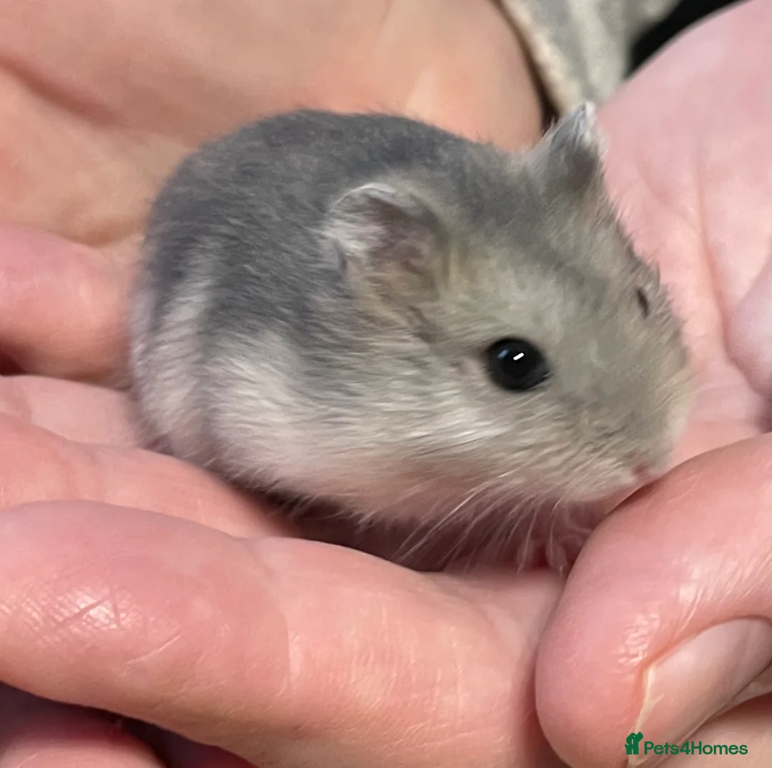 Hamster rodents for sale: Baby Winter White Russian hamsters from show stock - Advert 8
