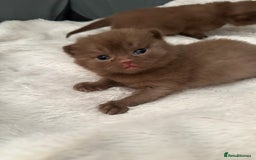 British Shorthair cats for sale: Chocolate brown British shorthair kittens  - Image 3