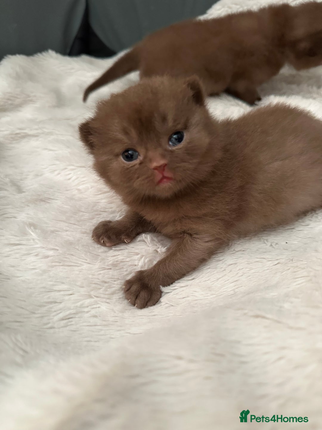 British Shorthair cats for sale: Chocolate brown British shorthair kittens  - Image 3