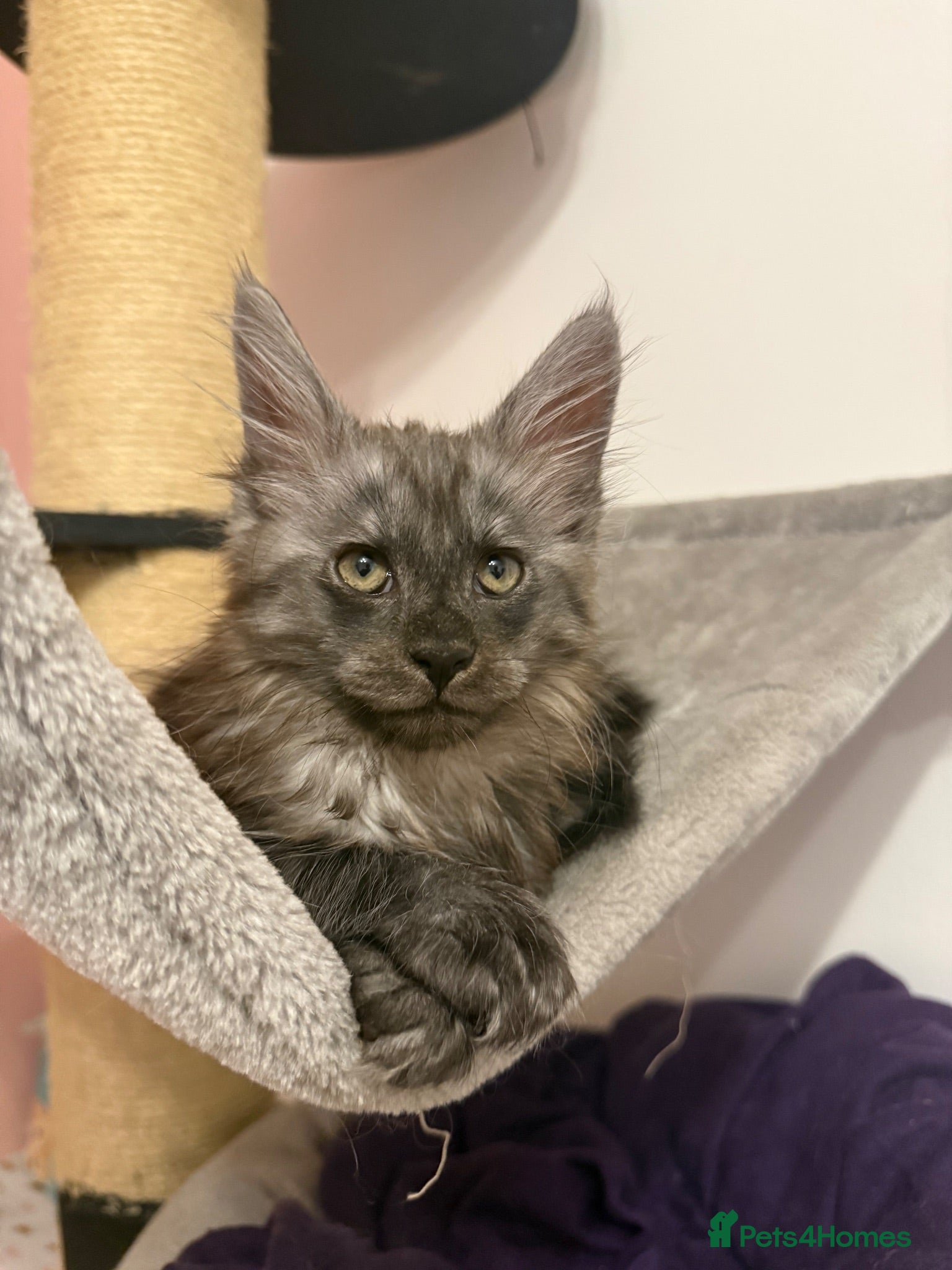 Maine Coon cats Male Maine coon kitten  - Advert 1