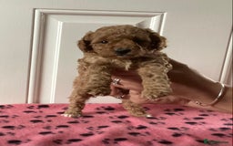 Cockapoo dogs for sale: 5 cockapoo puppies - Image 6