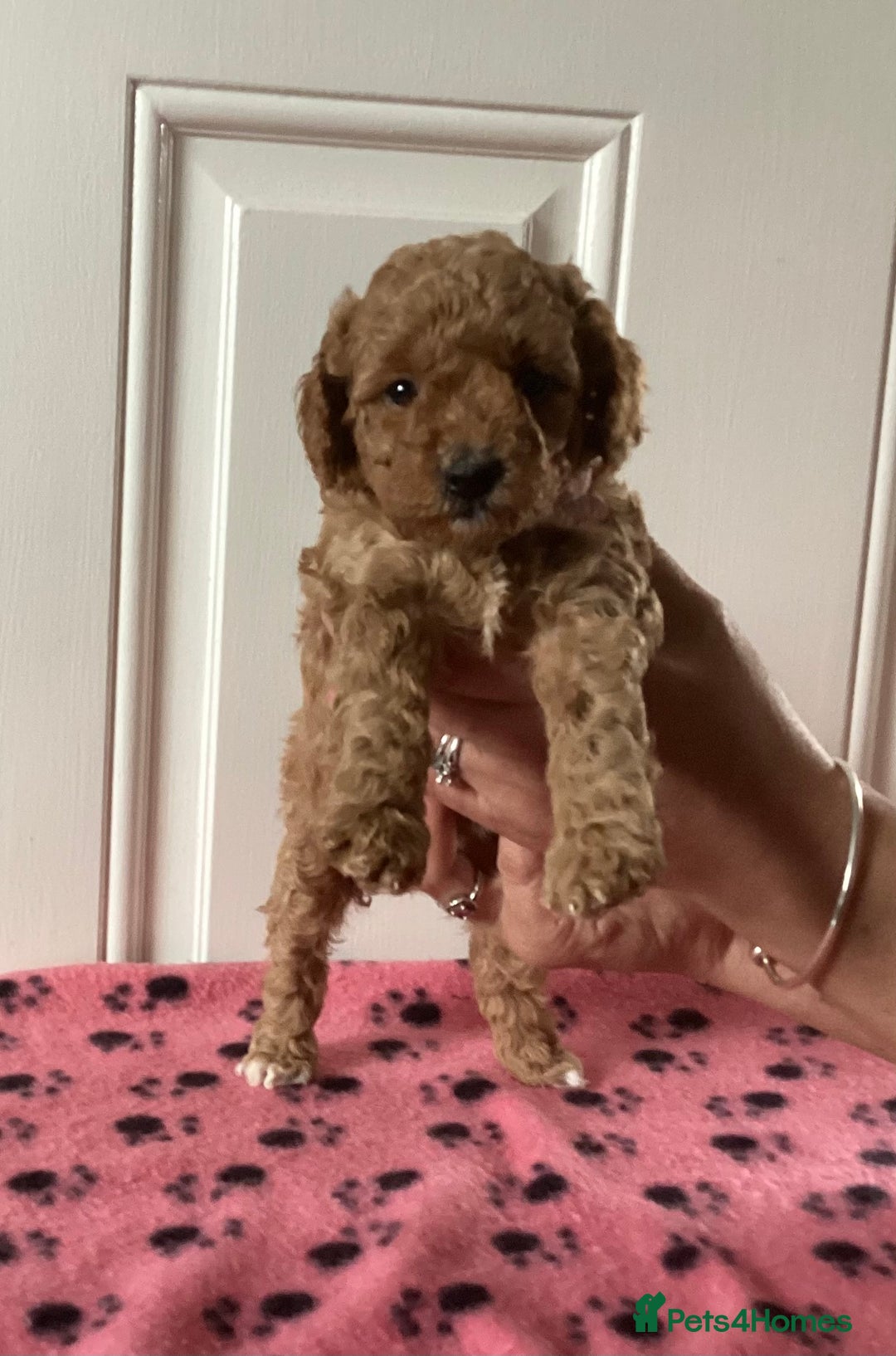 Cockapoo dogs for sale: 5 cockapoo puppies - Image 6