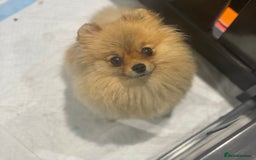 Pomeranian dogs for sale: Orange Pomeranian female 🧡💕 - Image 3