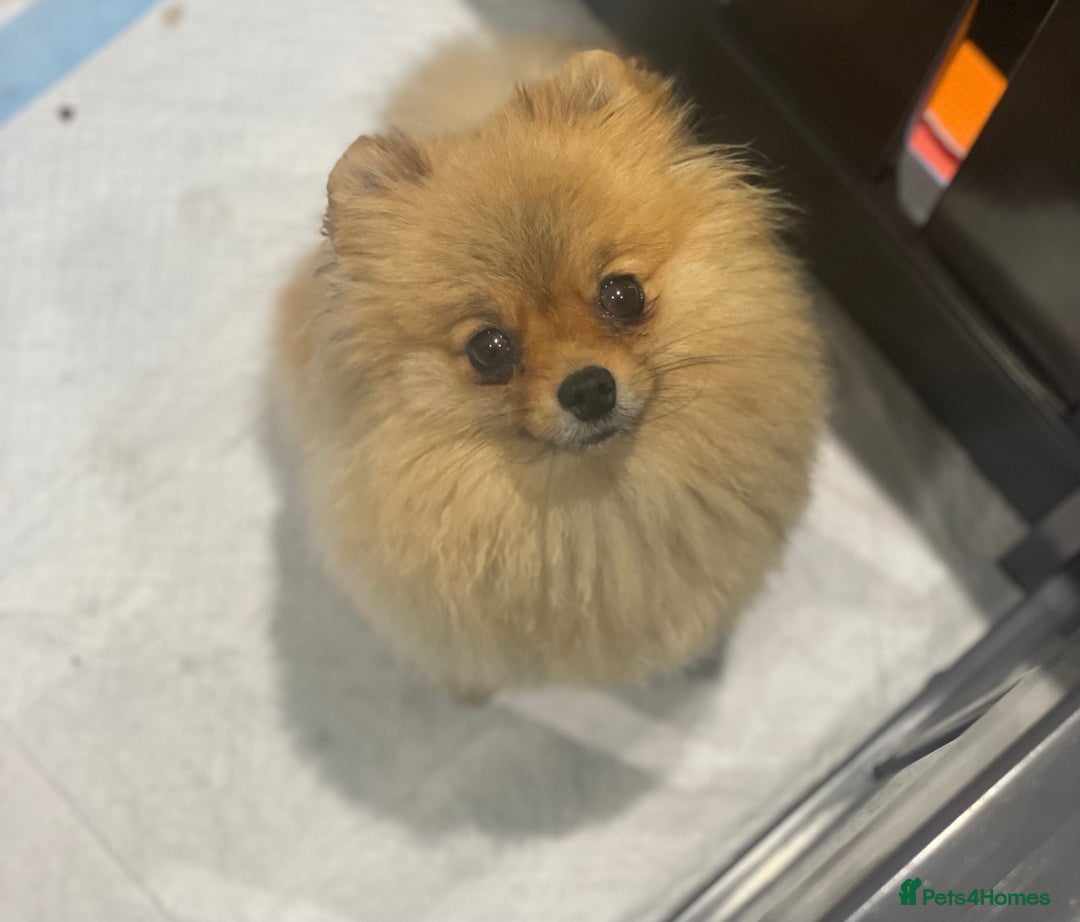 Pomeranian dogs for sale: Orange Pomeranian female 🧡💕 - Image 3