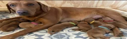 Labrador Retriever dogs for sale: KC registered stunning fox red Labrador puppies   in Llandrindod Wells - Advert 13