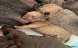Mixed Breed dogs for sale: Pocket bully cross Chow Chow puppies for sale - Image 23