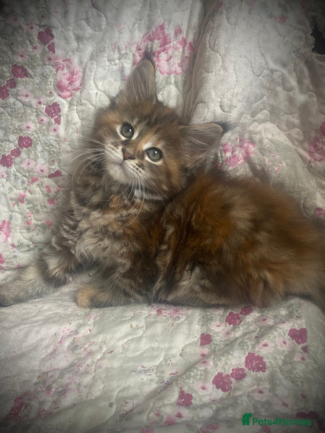 Maine Coon cats for sale: Full Maine Coon kittens Parents fully tested - Advert 5