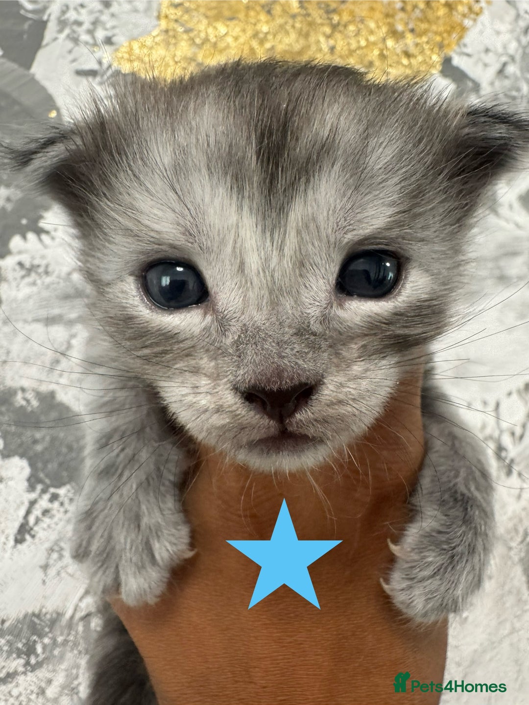 Maine Coon cats for sale: Full Maine Coone Kittens - Image 11
