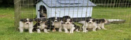Border Collie dogs for sale: Black/ White & Tan Health Tested - Advert 13