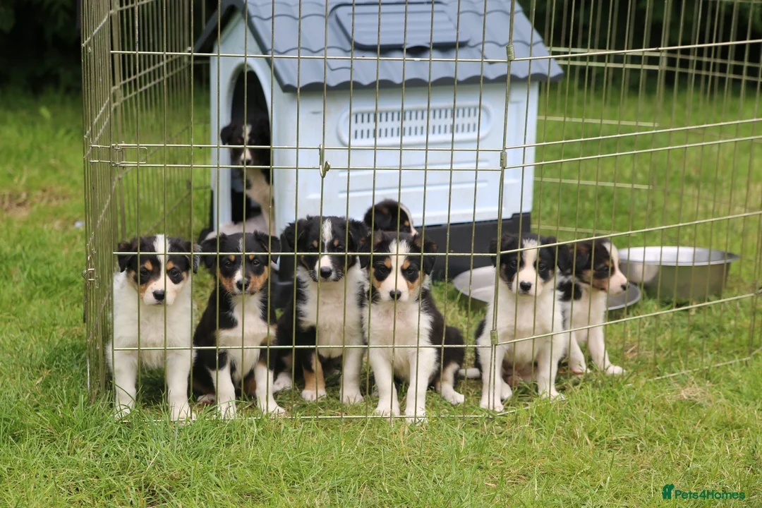 Border Collie dogs for sale: Black/ White & Tan Health Tested - Advert 13