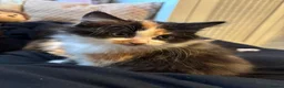 Mixed Breed cats for sale: Lovely little kittens  in Saxmundham - Advert 3
