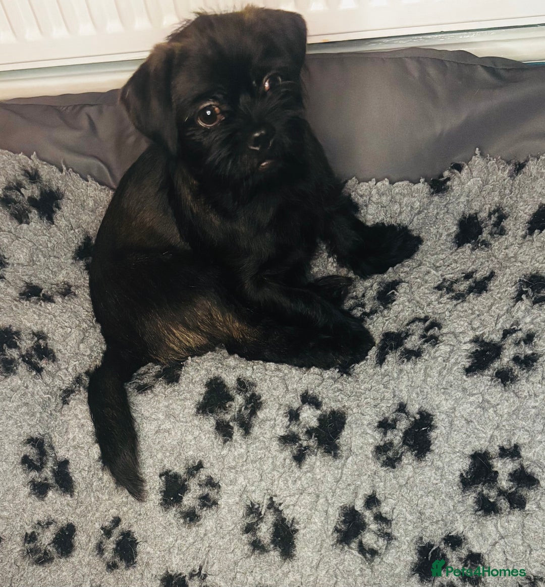 Mixed Breed dogs for sale: ADORABLE LITTER OF SHIH TZU/CHIHUAHUAS - Advert 5