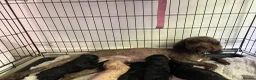 Cockapoo dogs for sale: Cockapoo puppies for sale - Advert 6