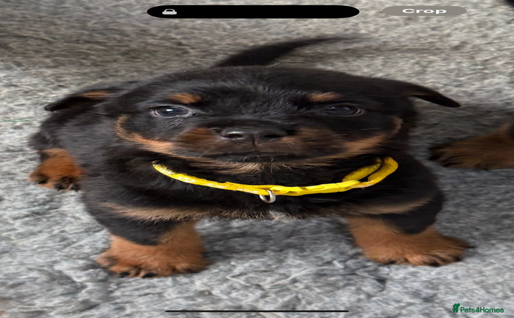 Rottweiler dogs - Advert 2