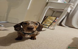 Dachshund dogs for stud: Dapple Daschund Male - Image 5