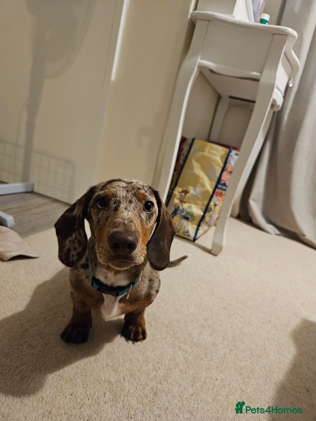 Dachshund dogs for stud: Dapple Daschund Male - Image 5