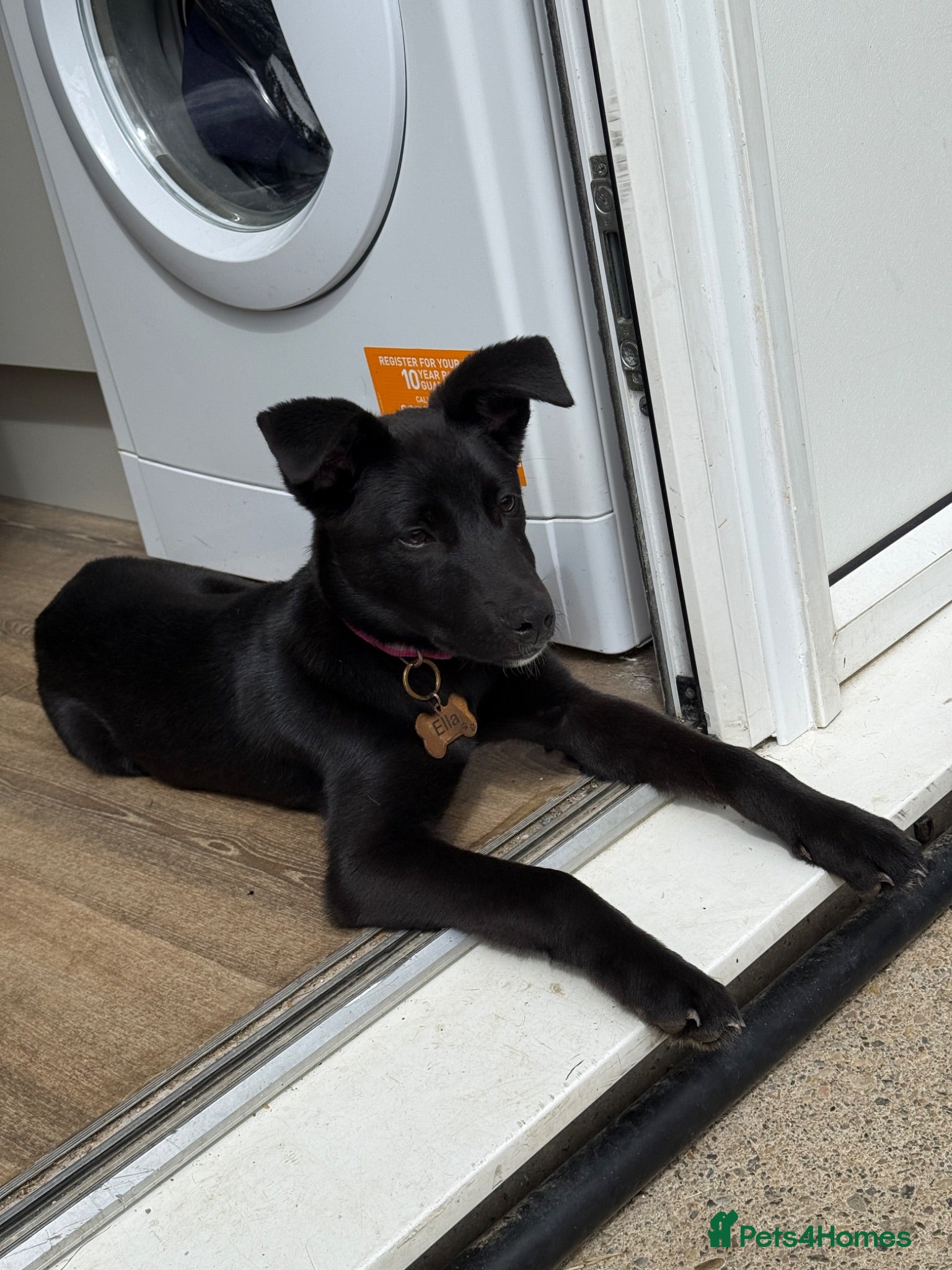 Mixed Breed dogs Ella  - Advert 2