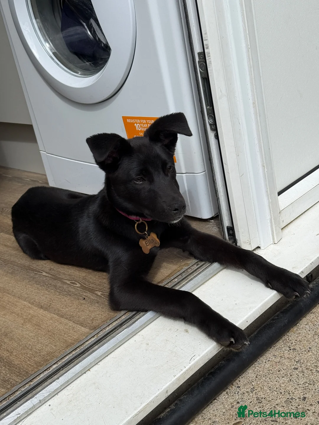 Mixed Breed dogs for sale: Ella  - Advert 2