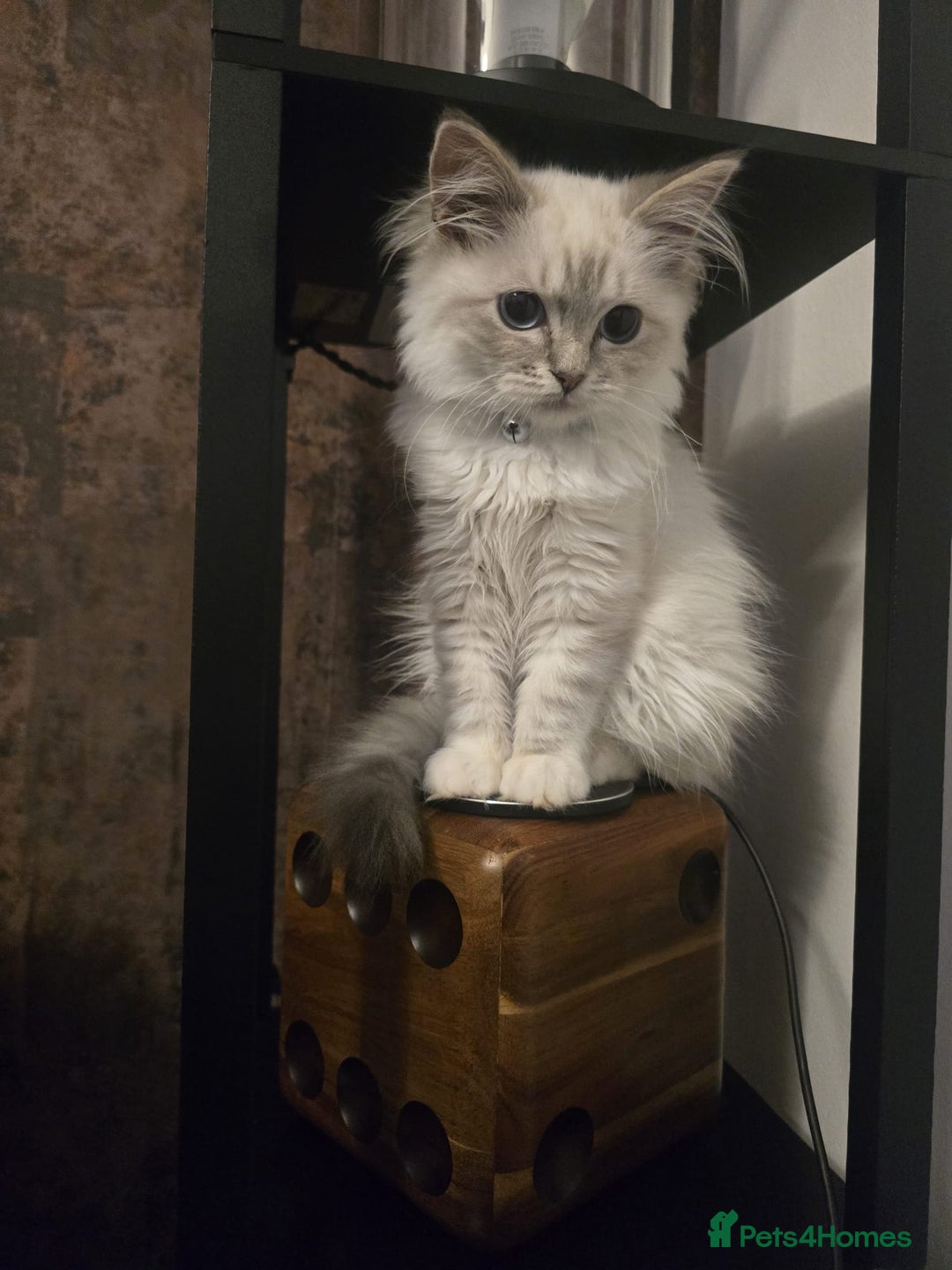 Ragdoll cats for sale: Ragdoll 6 months old - Image 9