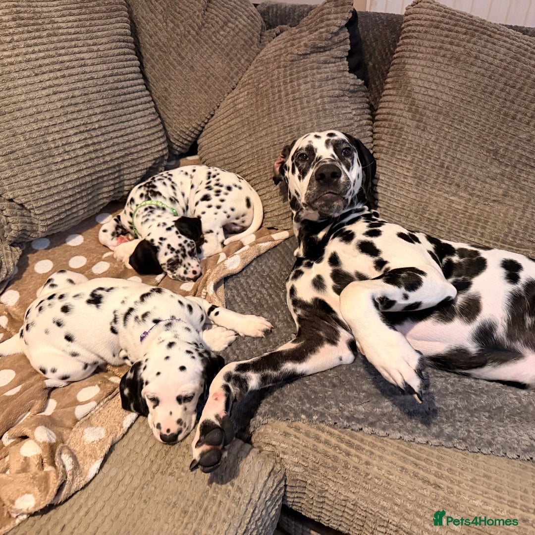 Dalmatian dogs for sale: 🐾 Beautiful Dalmatian Puppies 🐶  - Advert 15