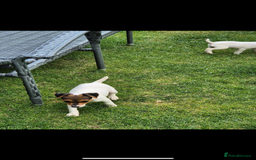 Jack Russell dogs for sale: Jack russel puppies  - Image 9
