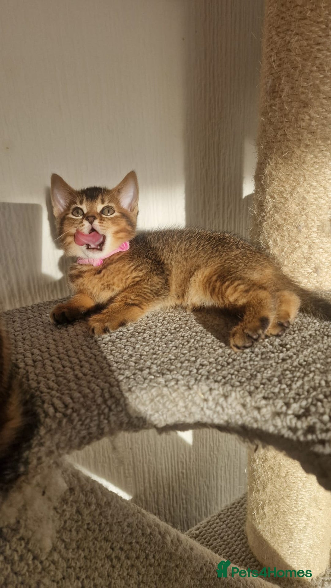 Abyssinian cats for sale: Abyssinian Cross British Blue - Advert 15