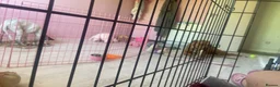 Mixed Breed dogs for sale: Cockerbull x staff Rehoming  in London - Advert 5