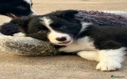 Border Collie dogs for sale: Pure bred, beautiful Border Collie puppies 🖤🤍🐾 - Image 5
