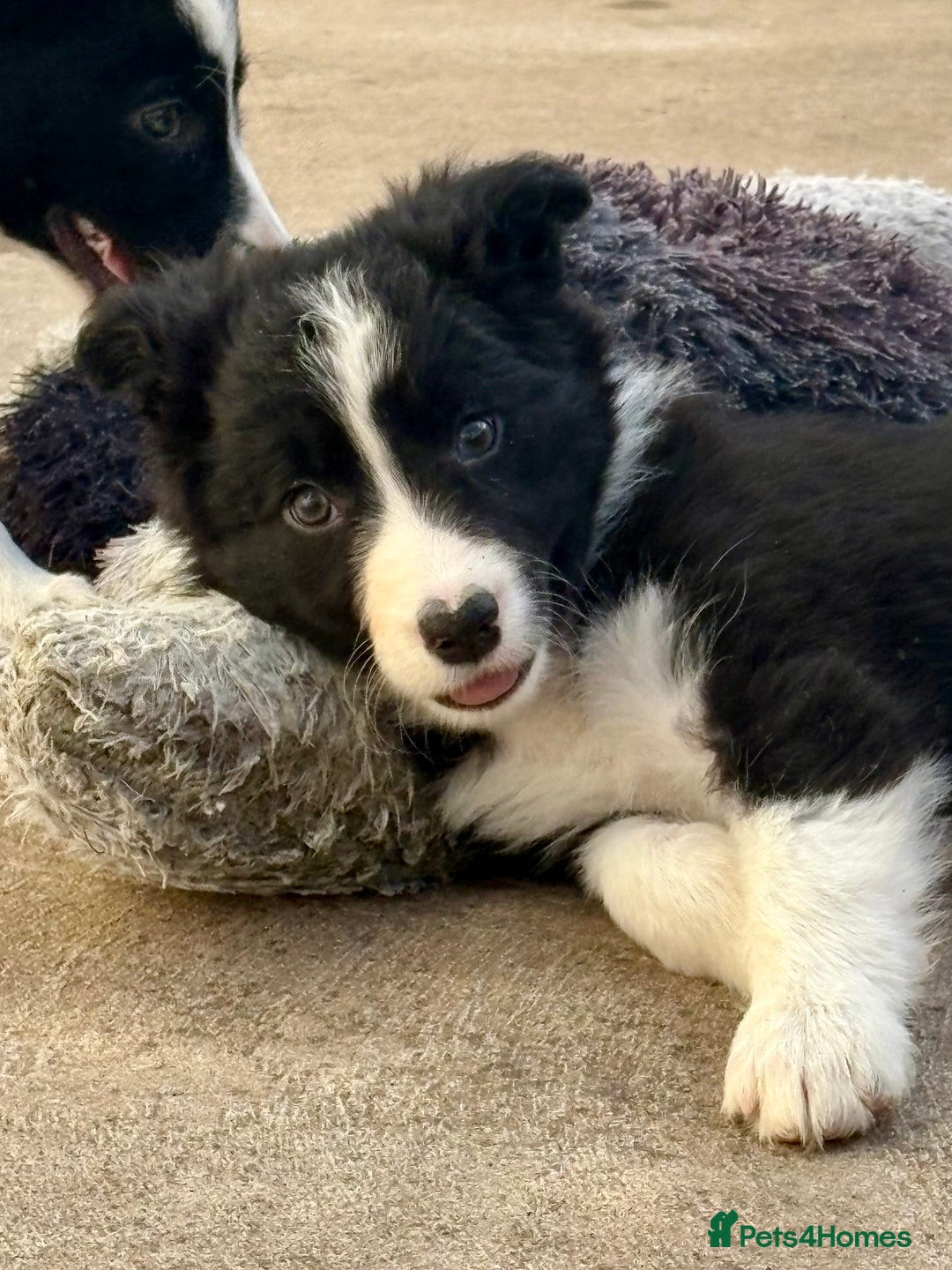 Border Collie dogs for sale: Pure bred, beautiful Border Collie puppies 🖤🤍🐾 - Image 5